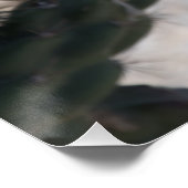 Challa Cactus in Blüte Poster (Ecke)