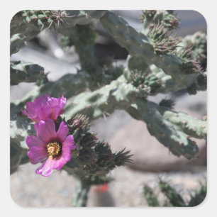 Challa Cactus in Blüte Quadratischer Aufkleber