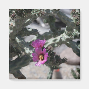 Challa Kaktus in Blüte Magnet