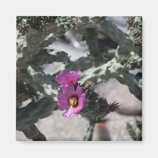 Challa Kaktus in Blüte Magnet (Vorne)