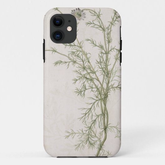 Chamaemelum nobile Allioni, c.1568 Case-Mate iPhone Hülle (Rückseite)