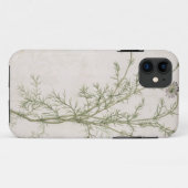 Chamaemelum nobile Allioni, c.1568 Case-Mate iPhone Hülle (Rückseite (Horizontal))