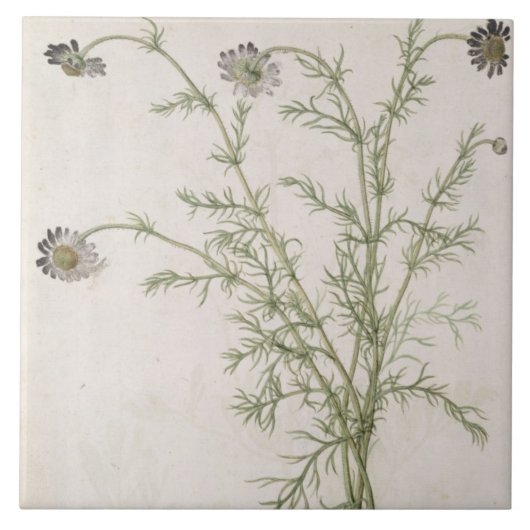 Chamaemelum nobile Allioni, c.1568 Fliese (Vorderseite)