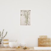 Chamaemelum nobile Allioni, c.1568 Poster (Küche)