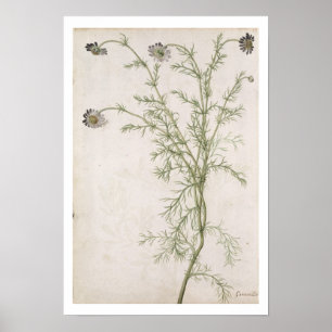 Chamaemelum nobile Allioni, c.1568 Poster