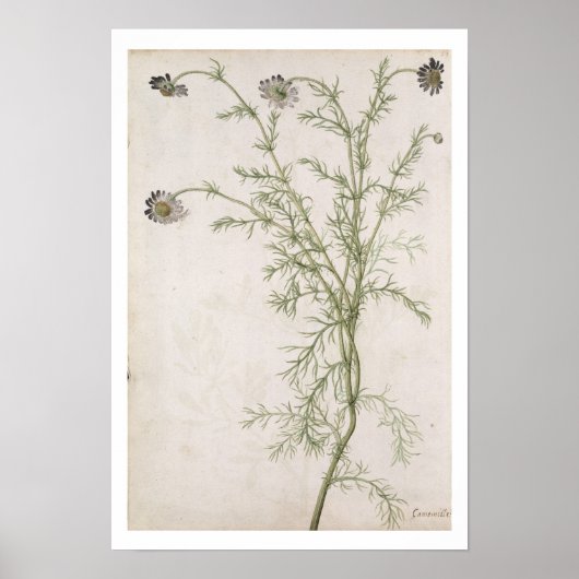 Chamaemelum nobile Allioni, c.1568 Poster (Vorne)