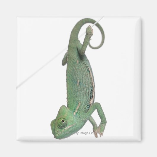 Chamäleon, Jungweide, Chamaeleo calyptratus Magnet (Vorne)