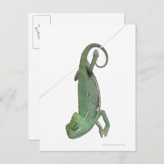 Chamäleon, Jungweide, Chamaeleo calyptratus Postkarte (Vorne/Hinten)