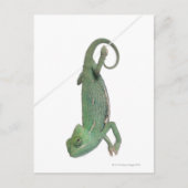 Chamäleon, Jungweide, Chamaeleo calyptratus Postkarte (Vorderseite)