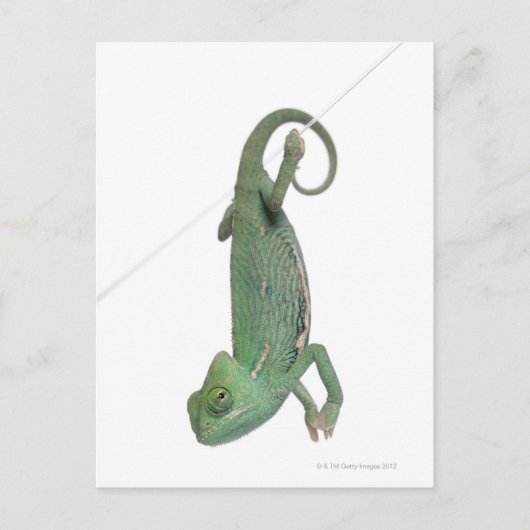 Chamäleon, Jungweide, Chamaeleo calyptratus Postkarte (Vorderseite)