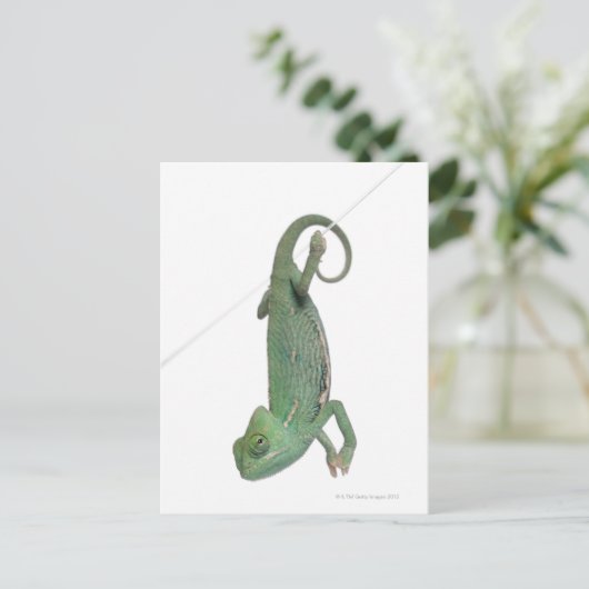 Chamäleon, Jungweide, Chamaeleo calyptratus Postkarte (Stehend Vorderseite)