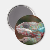 Chamäleon Magnet (Vorderseite/Rückseite)