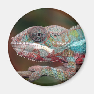 Chamäleon Magnet