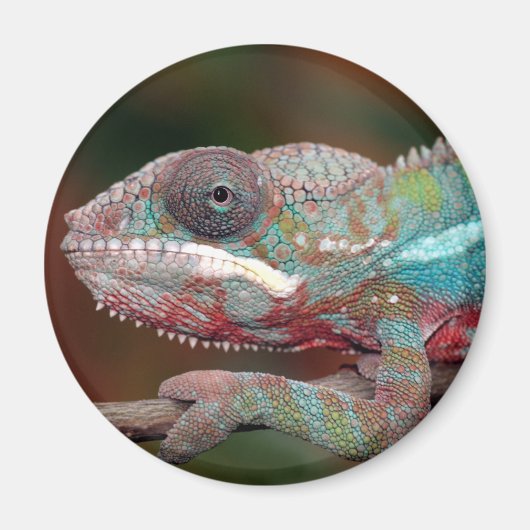 Chamäleon Magnet (Vorne)