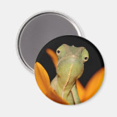 Chamäleon Magnet (Vorderseite/Rückseite)