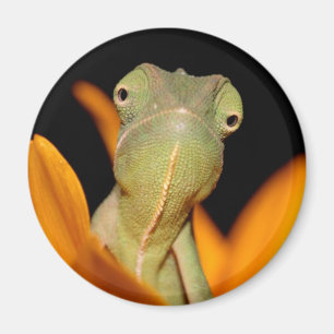 Chamäleon Magnet