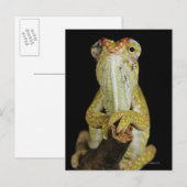 Chamäleon mit Juwelen oder Chamäleon von Campan Postkarte (Vorne/Hinten)