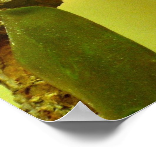 Chamäleon Poster (Ecke)