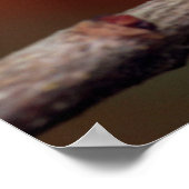 Chamäleon Poster (Ecke)