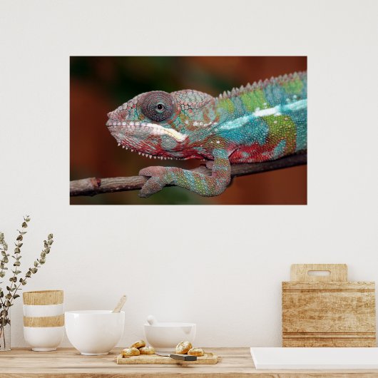 Chamäleon Poster (Küche)