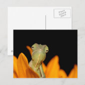 Chamäleon Postkarte (Vorne/Hinten)