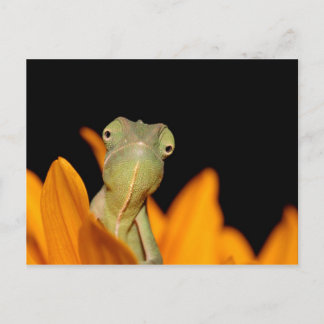 Chamäleon Postkarte