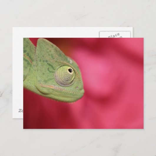 Chamäleon Postkarte (Vorne/Hinten)