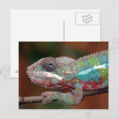 Chamäleon Postkarte (Vorne/Hinten)