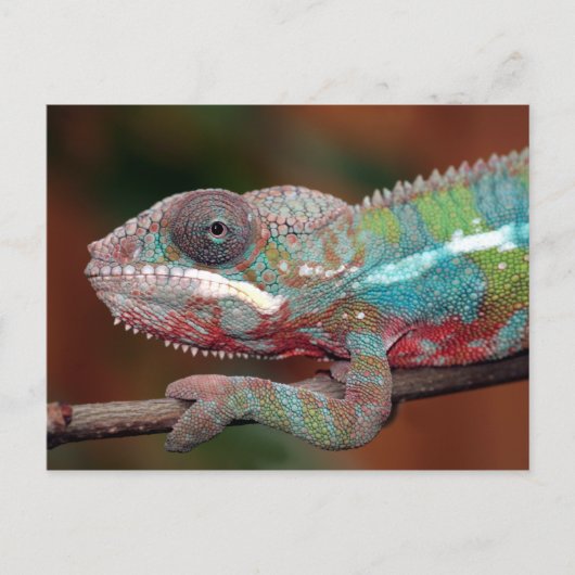 Chamäleon Postkarte (Vorderseite)
