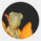 Chamäleon Runder Aufkleber (Vorderseite)