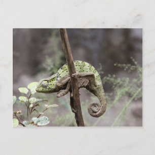 Chamäleon, Senegal, Chamaeleo senegalensis Postkarte