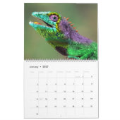 Chamäleone Kalender (Jan 2027)