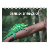 Chamäleone von Madagaskar-Kalender Kalender (Titelbild)