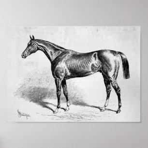 Chamant, französisches Racehorse Poster