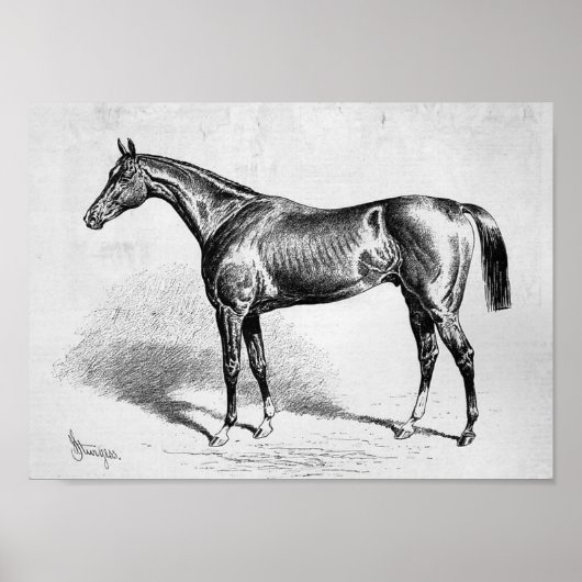 Chamant, französisches Racehorse Poster (Vorne)
