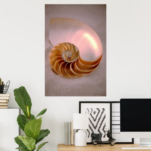 Chambered Nautilus Poster (Heimbüro)