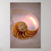 Chambered Nautilus Poster (Vorne)