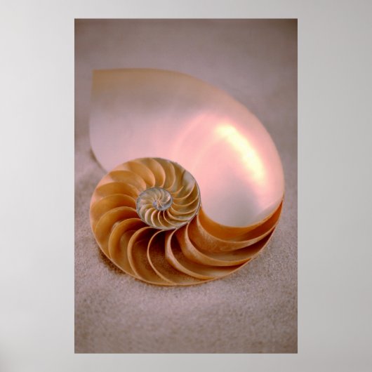 Chambered Nautilus Poster (Vorne)
