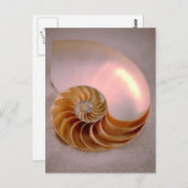 Chambered Nautilus Postkarte (Vorne/Hinten)