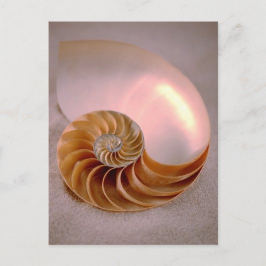 Chambered Nautilus Postkarte (Vorderseite)