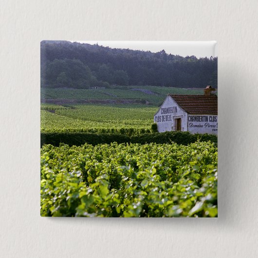 Chambertin Clos de Beze Grand Cru Weinberg mit Button (Vorderseite)