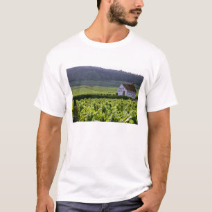 Chambertin Clos de Beze Grand Cru Weinberg mit T-Shirt