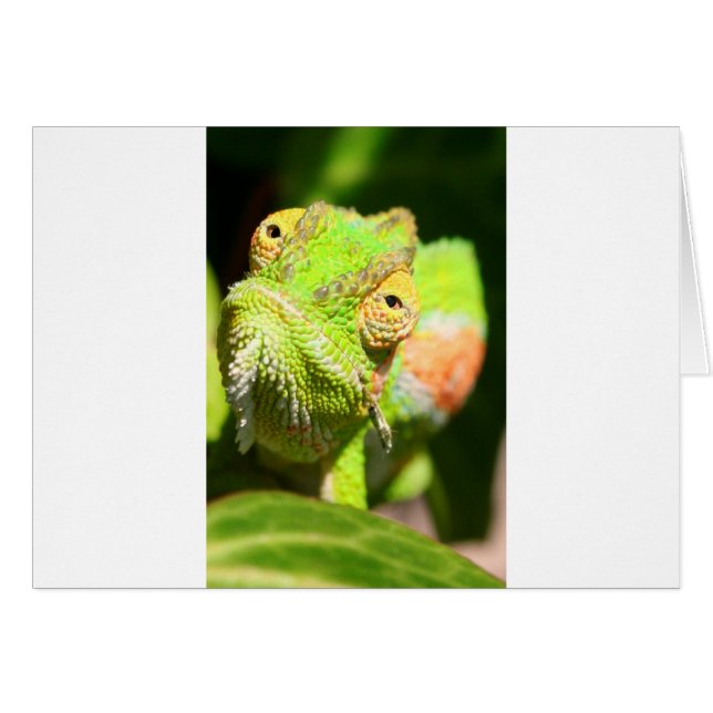 Chameleon (Vorderseite (Horizontal))