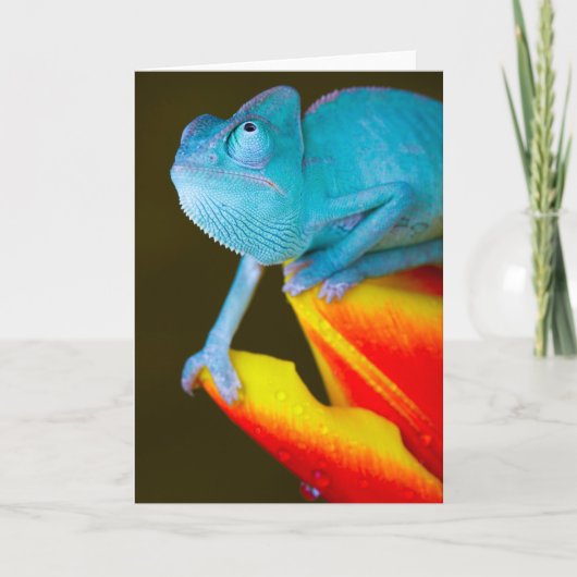 Chameleon auf einem roten und gelben Tulip Karte (Vorderseite)