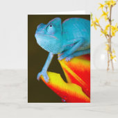 Chameleon auf einem roten und gelben Tulip Karte (Gelbe Blume)