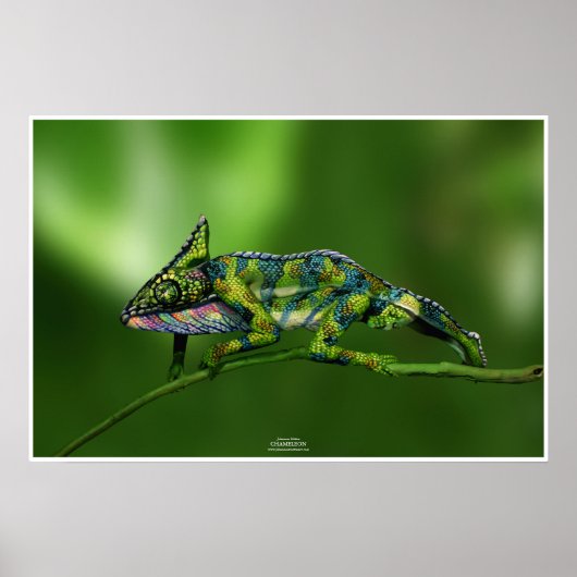 Chameleon by Johannes Stötter Poster (Vorne)