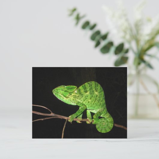 Chameleon (Chamaeleo zeylanicus) Postkarte (Stehend Vorderseite)