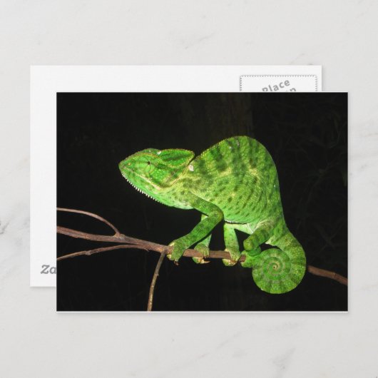 Chameleon (Chamaeleo zeylanicus) Postkarte (Vorne/Hinten)