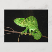 Chameleon (Chamaeleo zeylanicus) Postkarte (Vorderseite)