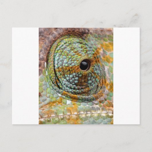 Chameleon Eye Mod Stylish Animal Postkarte (Vorderseite)
